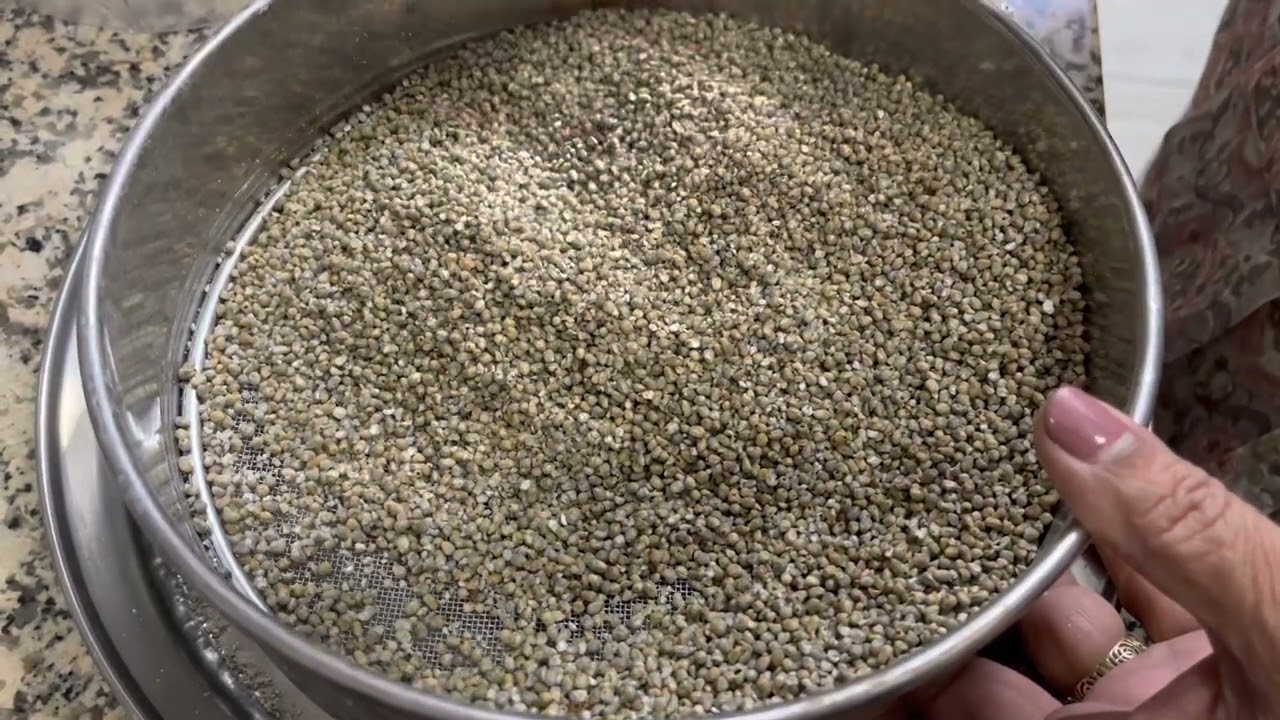 How we prepared bajra millet for made recipes. बाजरे को तैयार करके फ्रिज में रखे |