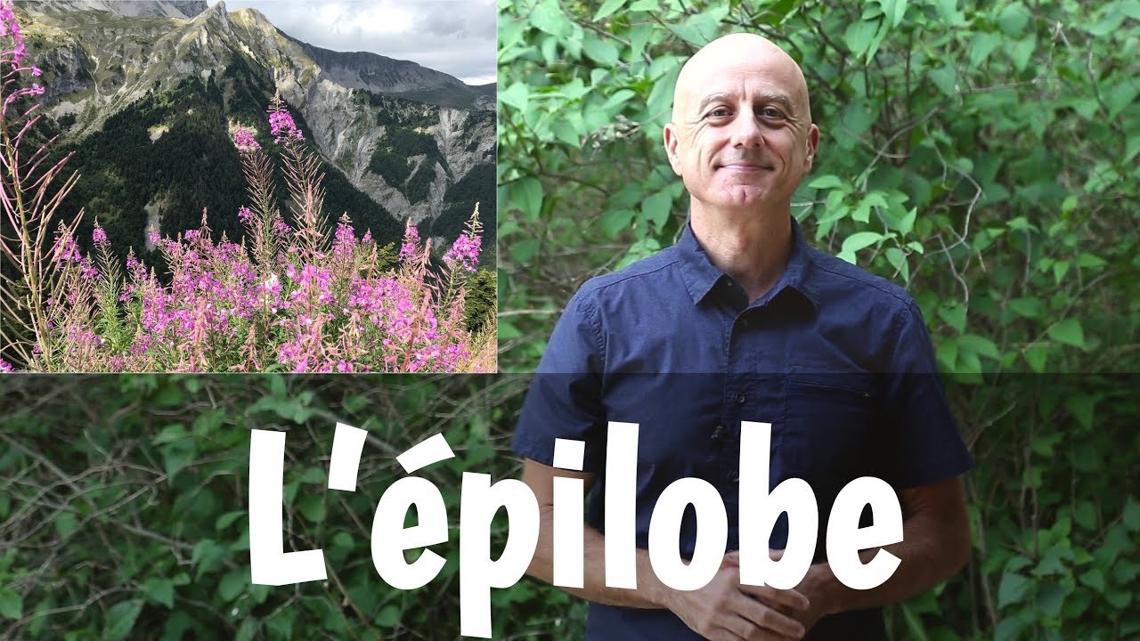 Epilobe : problèmes de prostate, cystites et diarrhées