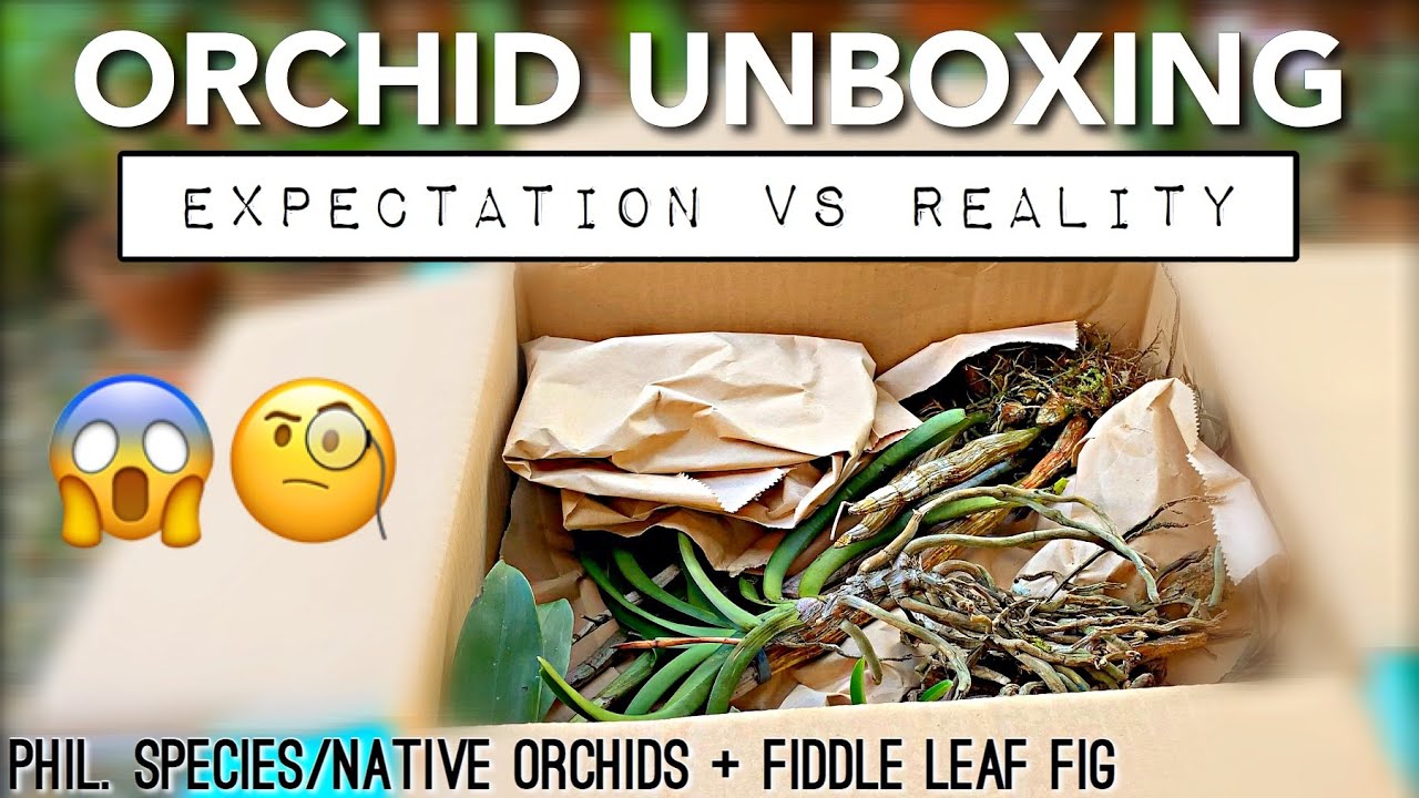 UNBOXING 2020 NEW ORCHIDS | PHILIPPINE SPECIE/NATIVE ORCHIDS + FIDDLE LEAF FIG TREE | Bagong Orchids