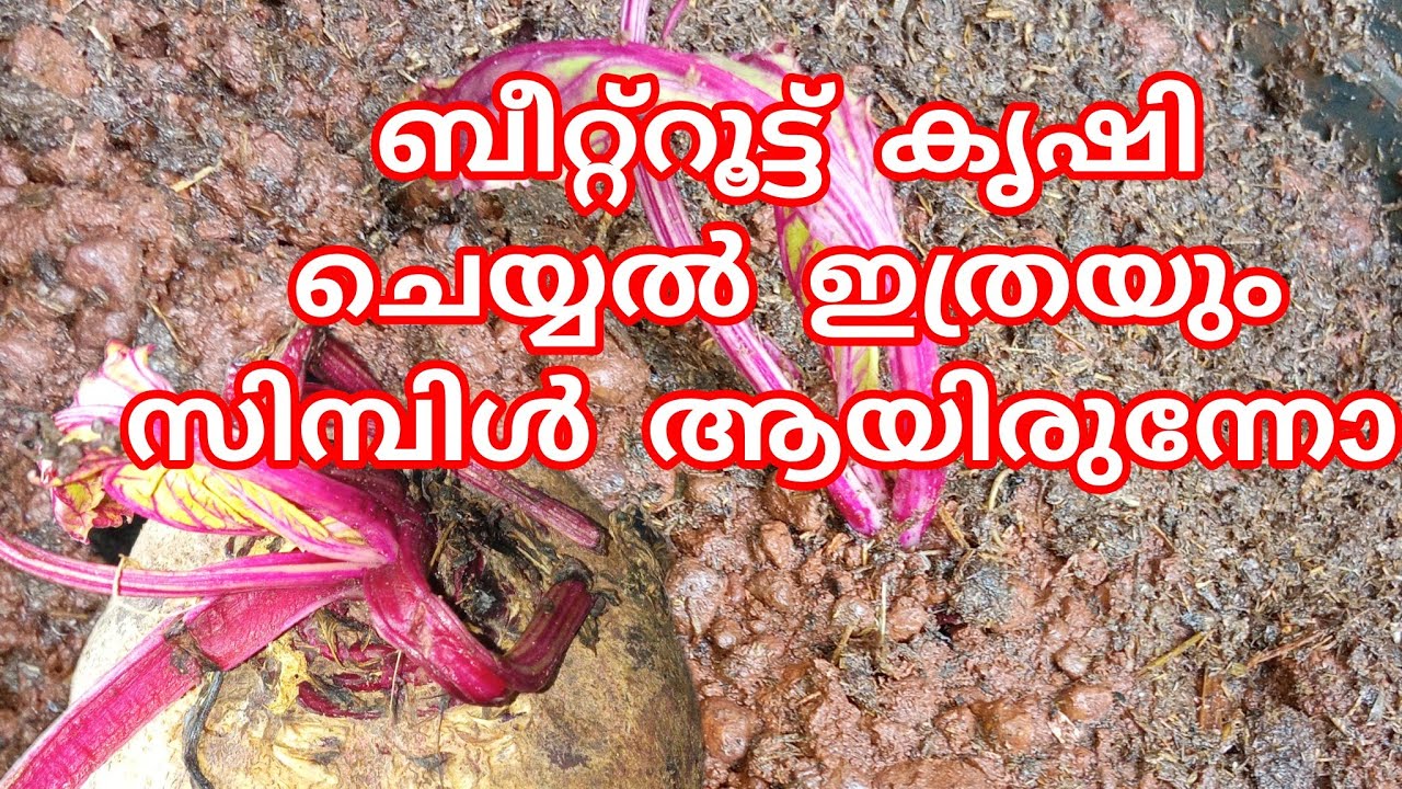 ബീറ്റ്റൂട്ട് കൃഷി: അറിയേണ്ടതെല്ലാം (Beetroot Farming: All You Need to Know)"