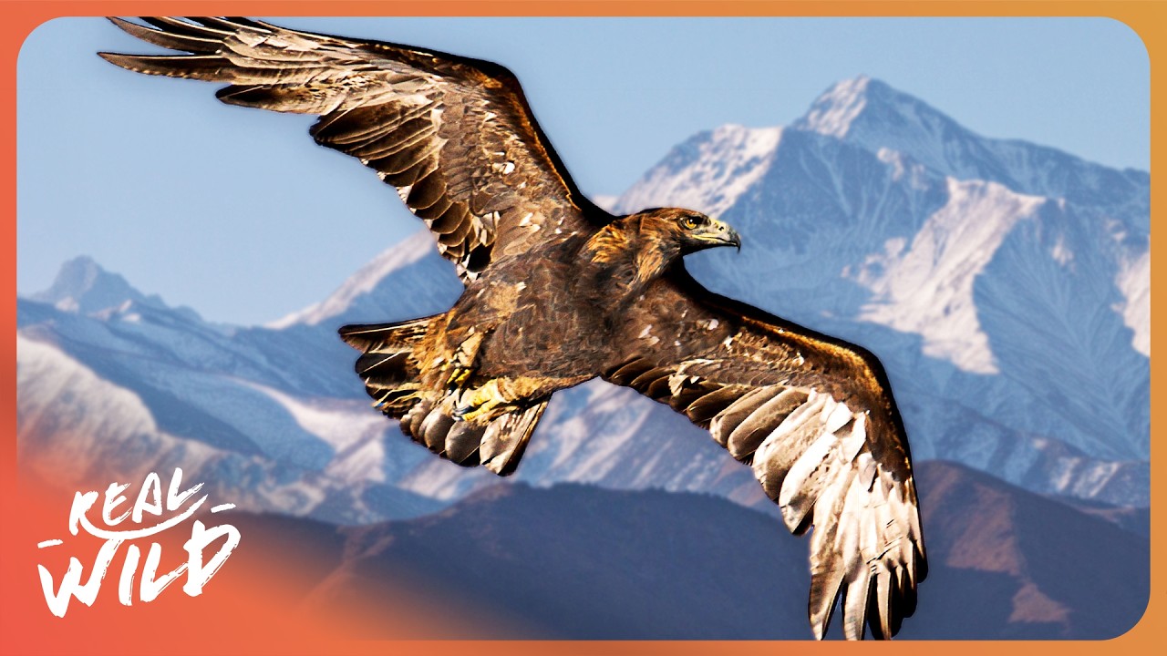 This Deadly Eagle Eats 500 Snakes A Year