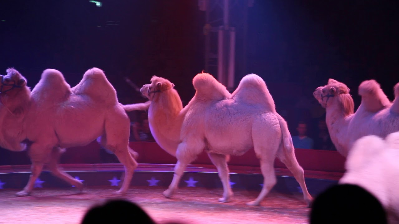 WELTWEIHNACHTSCIRCUS STUTTGART 2018-2019