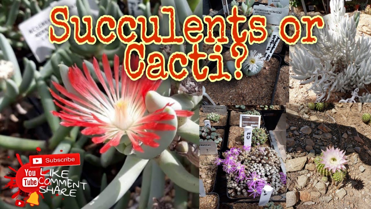 Botanical Garden - Stellenbosch! || South Africa