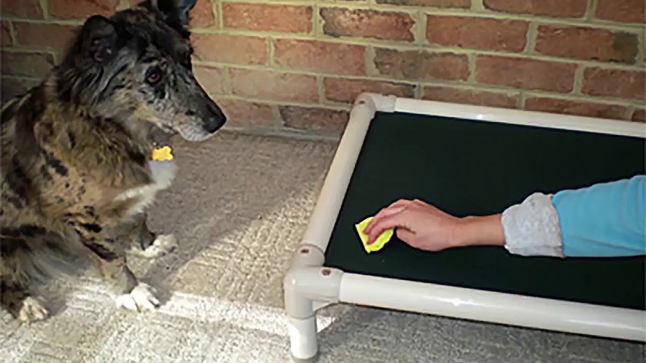 Why are Kuranda Dog Beds Different?