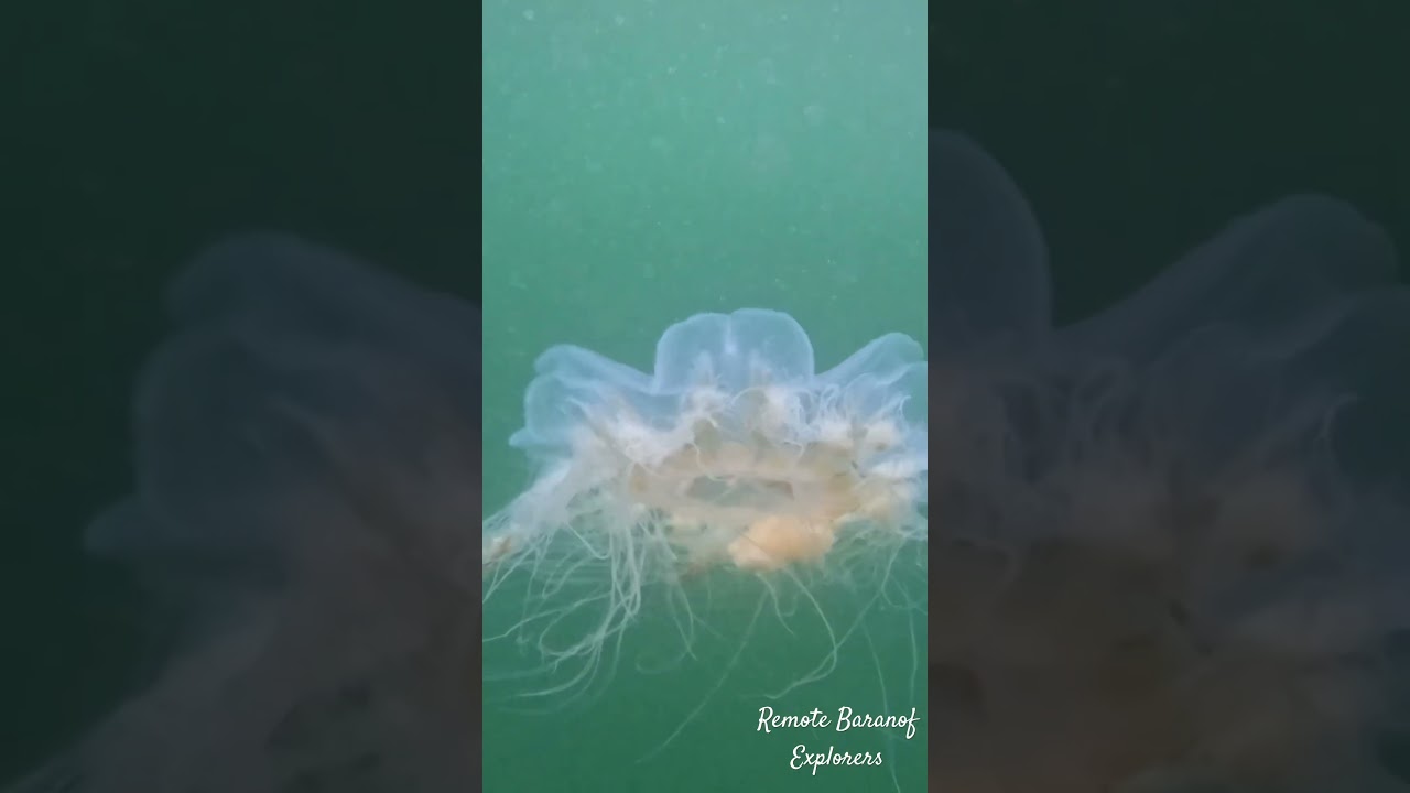 Alaska Jellyfish