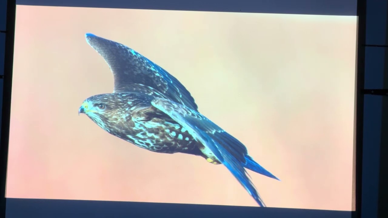 Wildlife Photography with David Gray