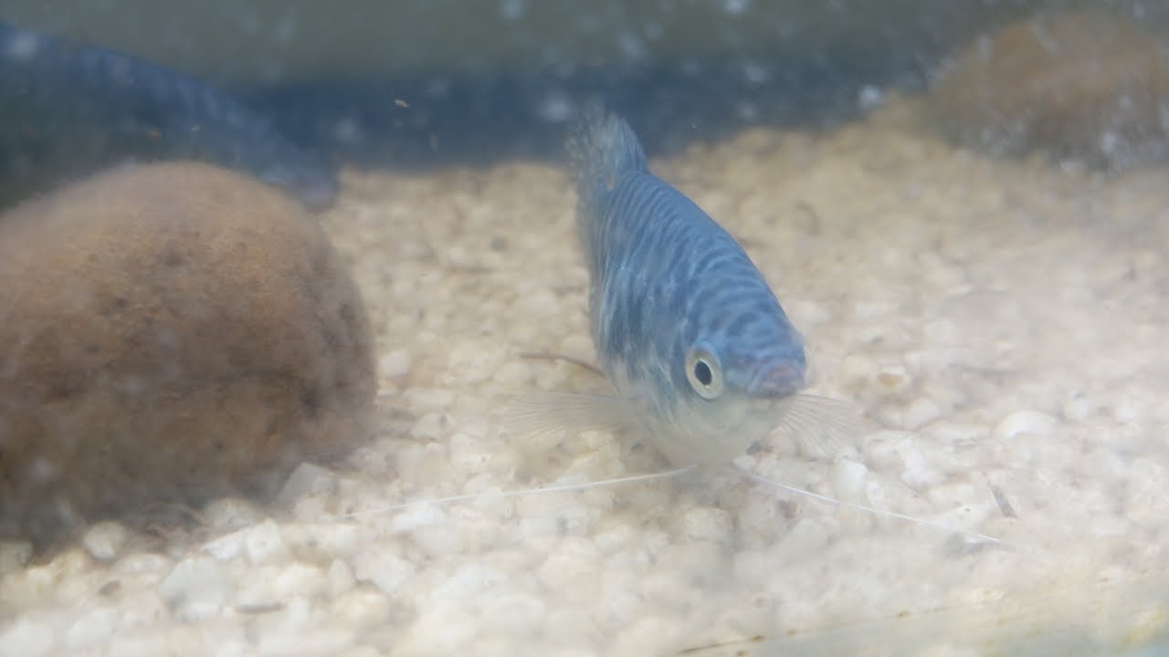 Colorful fish life Live  Part 12