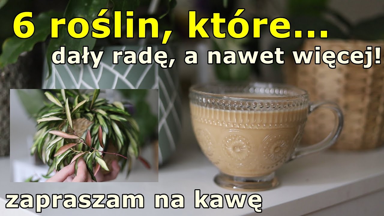 Ulubione rośliny minionych wakacji: hoye, philodendron, sansevieria, scindapsus. + dwie ciekawostki