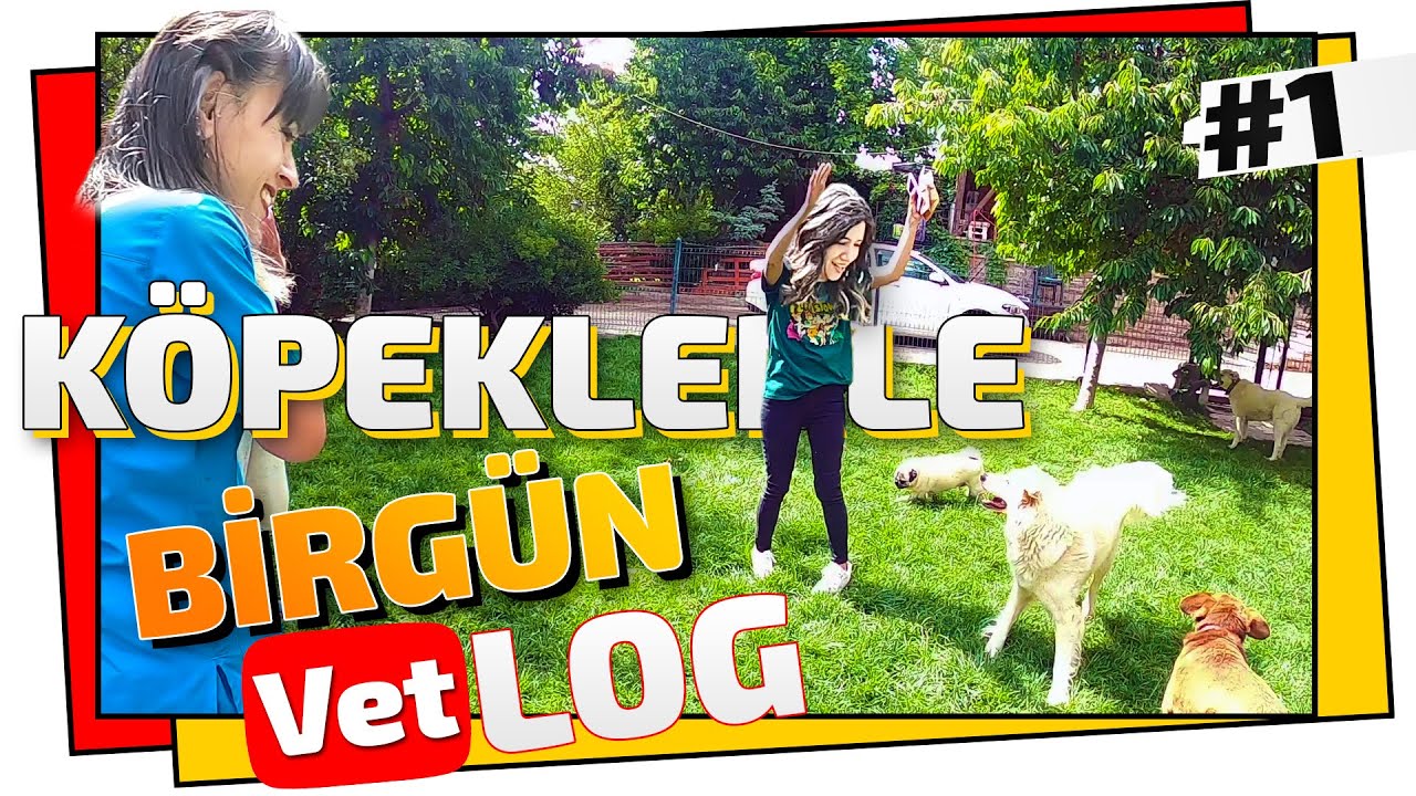 KÖPEKLERLE BİR GÜN GEÇİRMEK.! 😍 (Pet Otel VLOG'u) 😎 ONLARCA KÖPEK !!