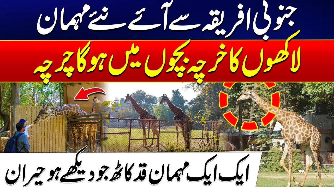 New Attraction Children - Giraffes Arrive in Lahore Safari Zoo From South Africa | 24 News HD