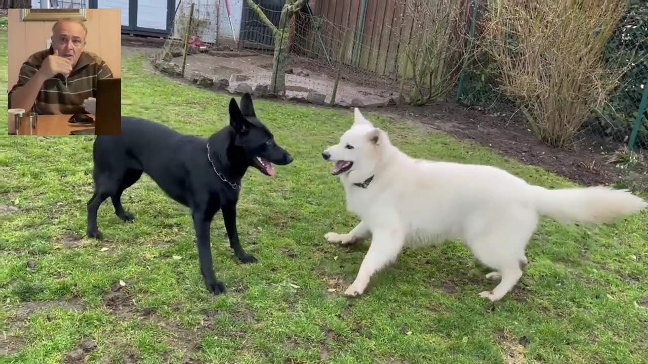 Unsichere Hunde stabilisieren - Hunde verstehen Tier Energetik Werner Baumgartner