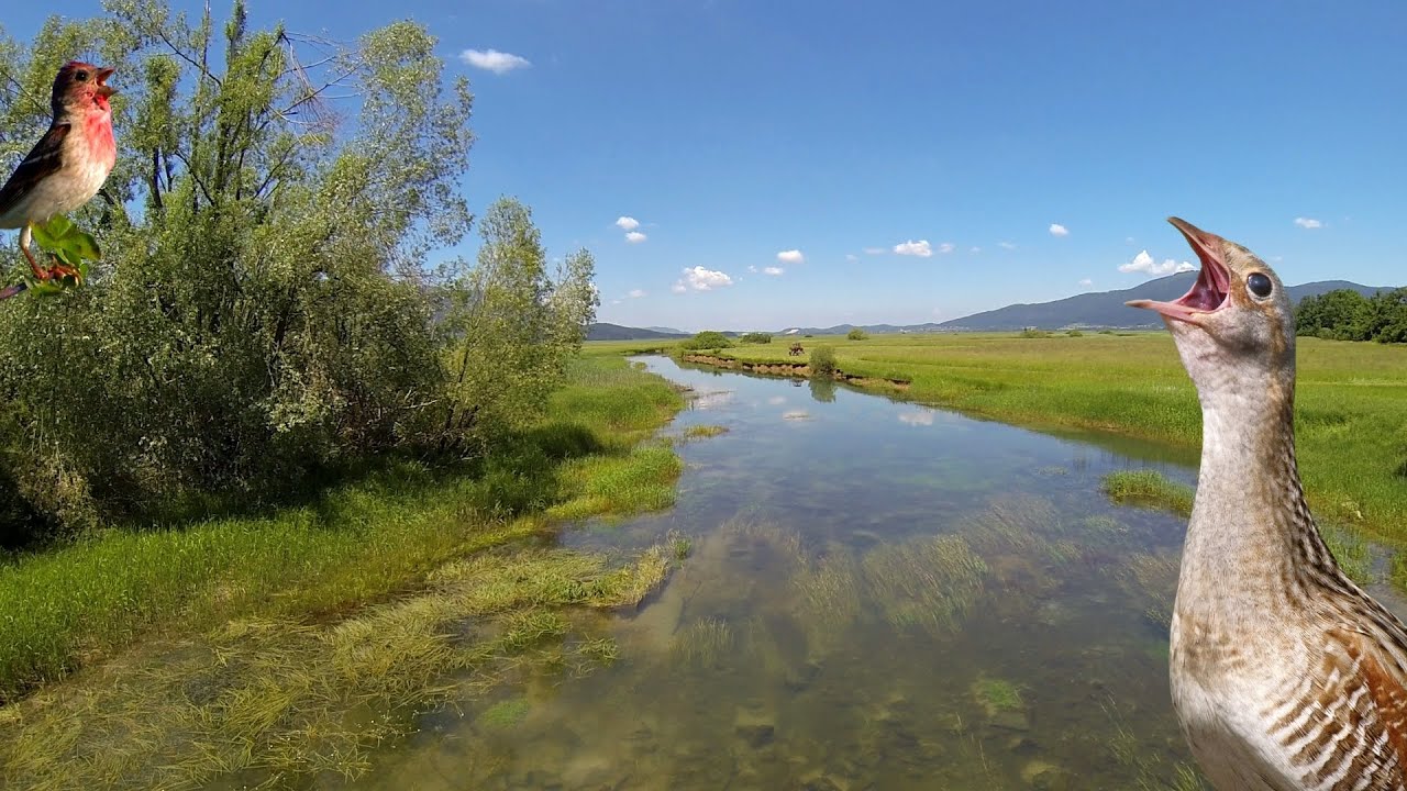 Lago di Circonio, Cerkniško Jezero: il lago effimero della Slovenia