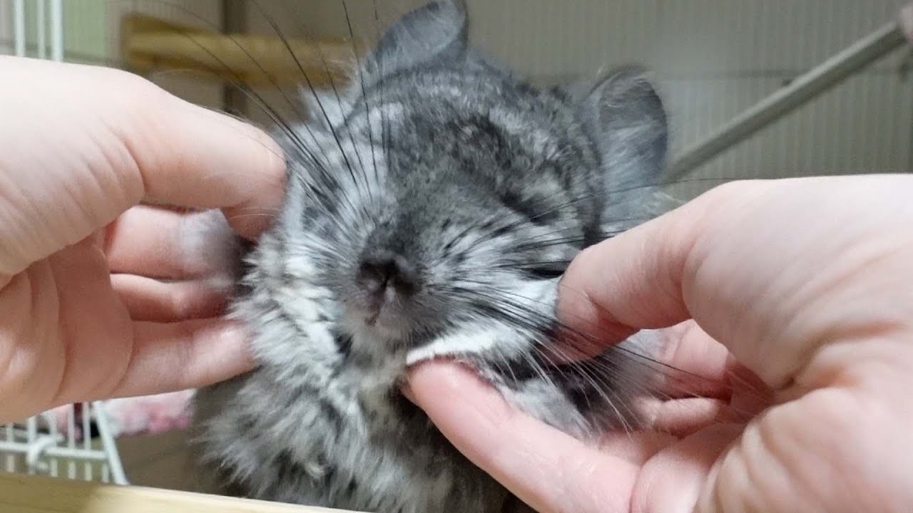 チンチラのステップを入れようとしたら嬉しい事がおこりました