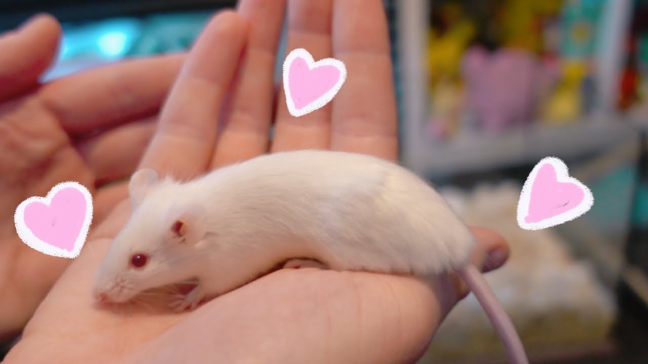 Cleaning My Mouse Enclosure