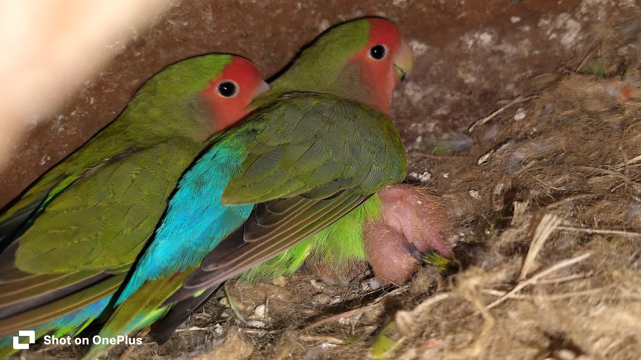 s d birds house live