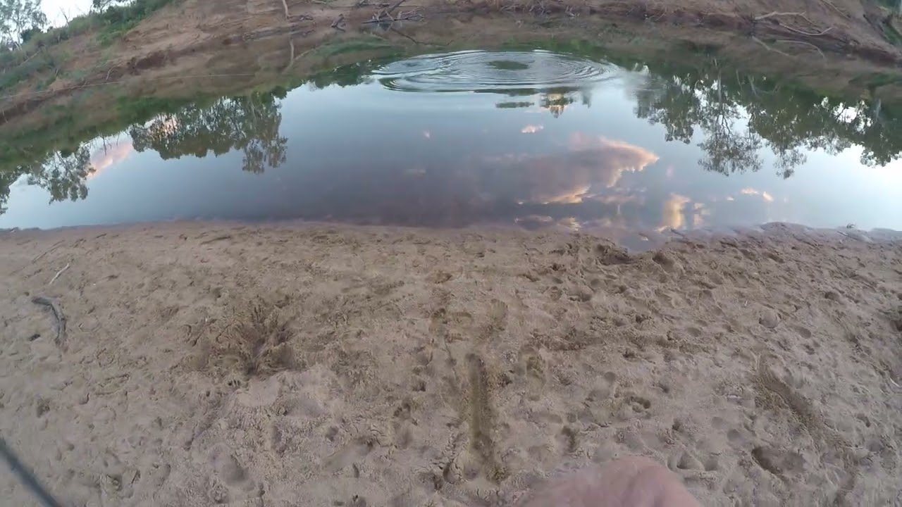 Barramundi, Yungngora WA