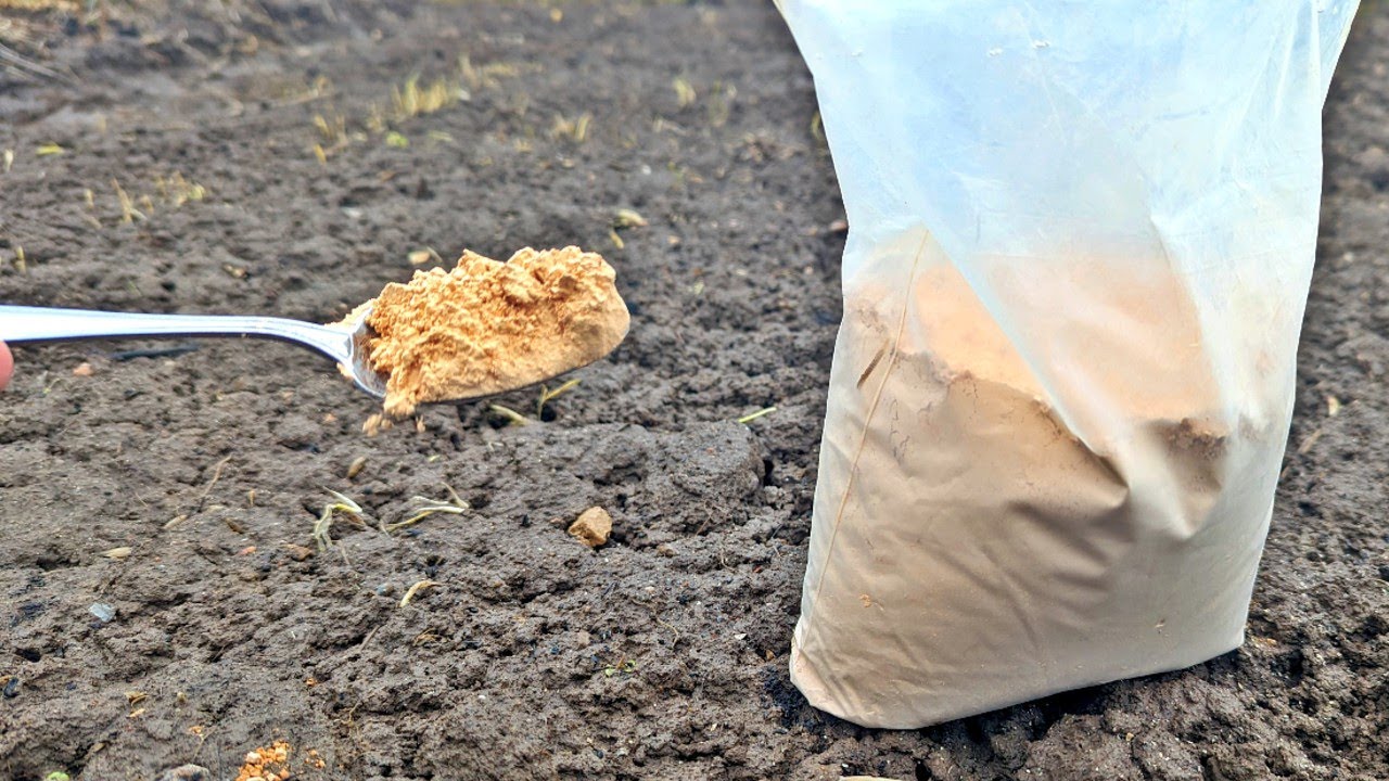 Настоящее спасение чистая замена навозу весной!  За 500 рублей вся земля на огороде - чернозем!