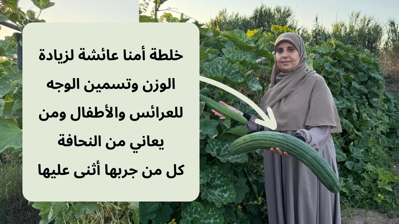 القثاء المذكور في القرآن فوائده عظيمة يحمي من السرطان والزهايمر و أمراض المناعة وشيخوخة الجلد  ….