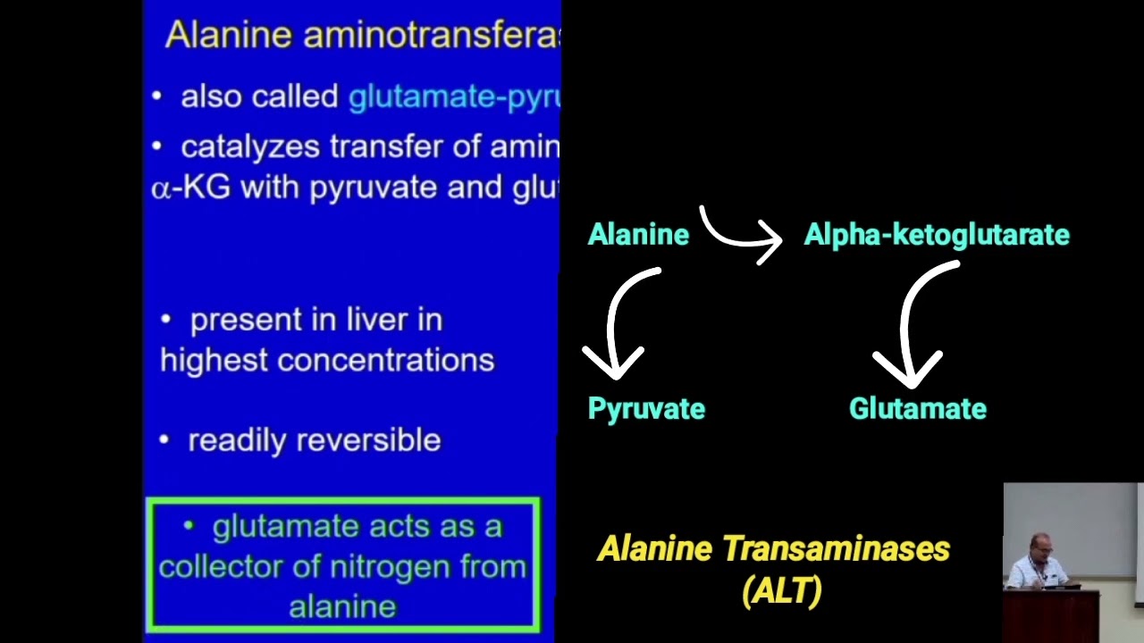 Catabolism of Amino Acids: Role of Transaminases @Metabolism Made Easy