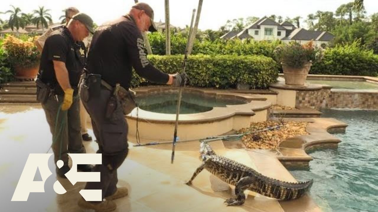 Live Rescue: Gator in the Pool (S3) | A&E