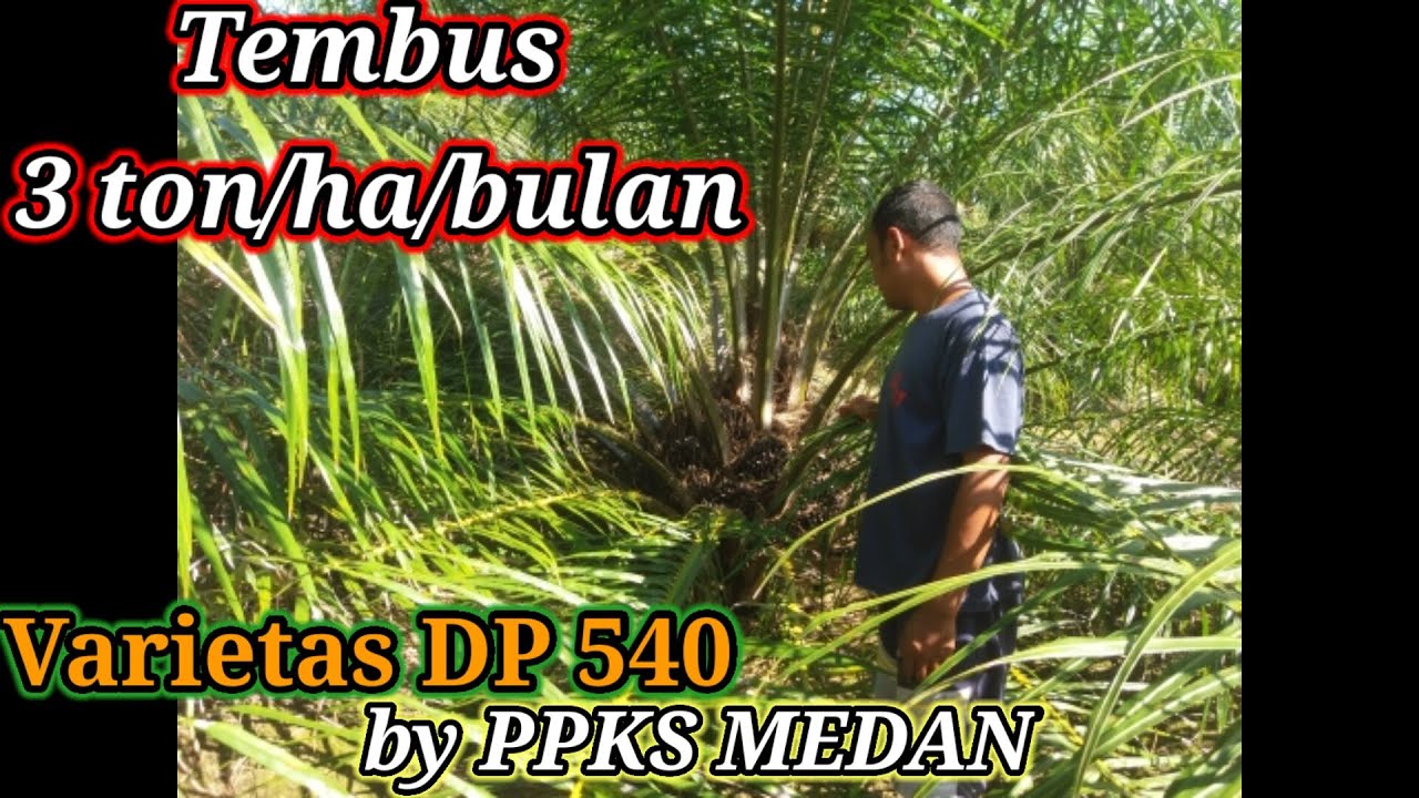 Review Varietas DP 540 by PPKS Medan Umur 4 Tahun|| Tembus 3 ton/ha/bulan bro?|| cepat berbuah Bro||