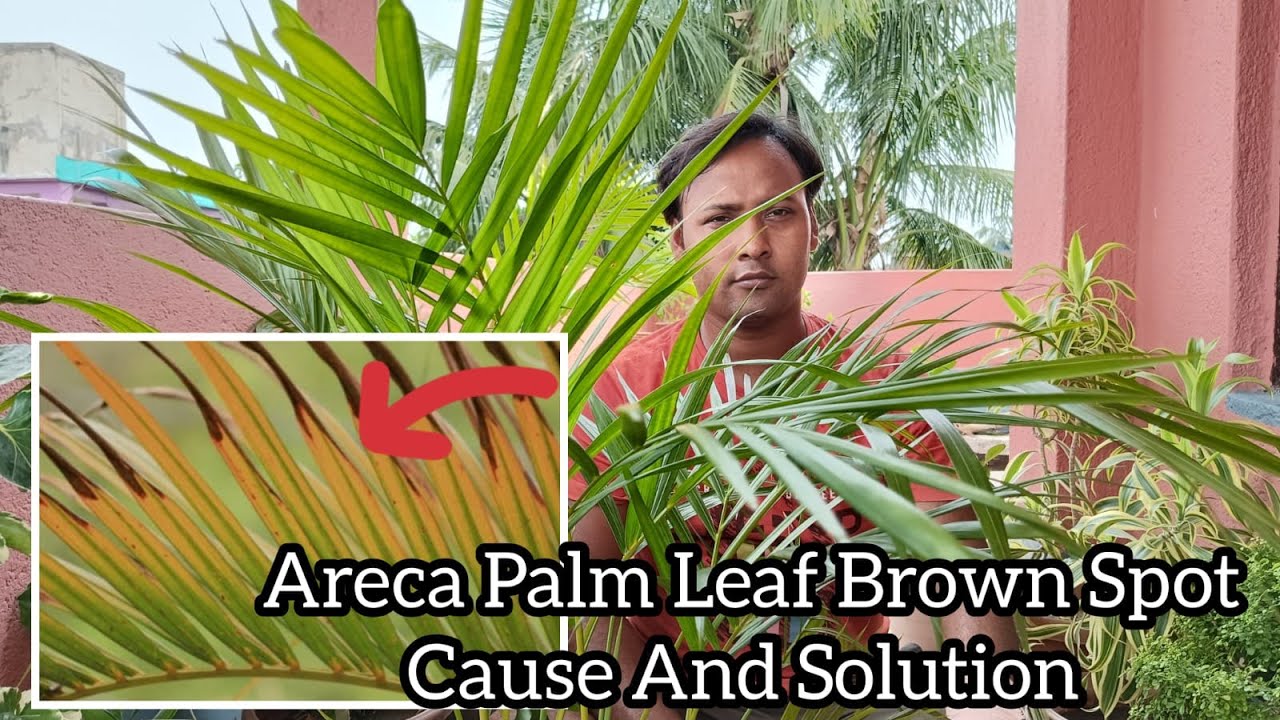 Areca Palm Leaf Disease Problem & Solution #palm  #indoorplants #plants #plantcare #arecapalm
