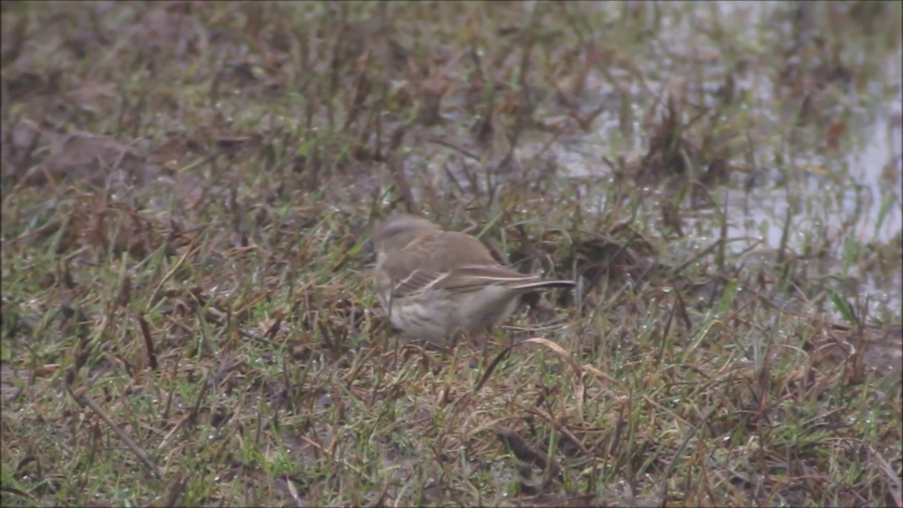 Water Pipit, Northumbs, 30.3.18 HD