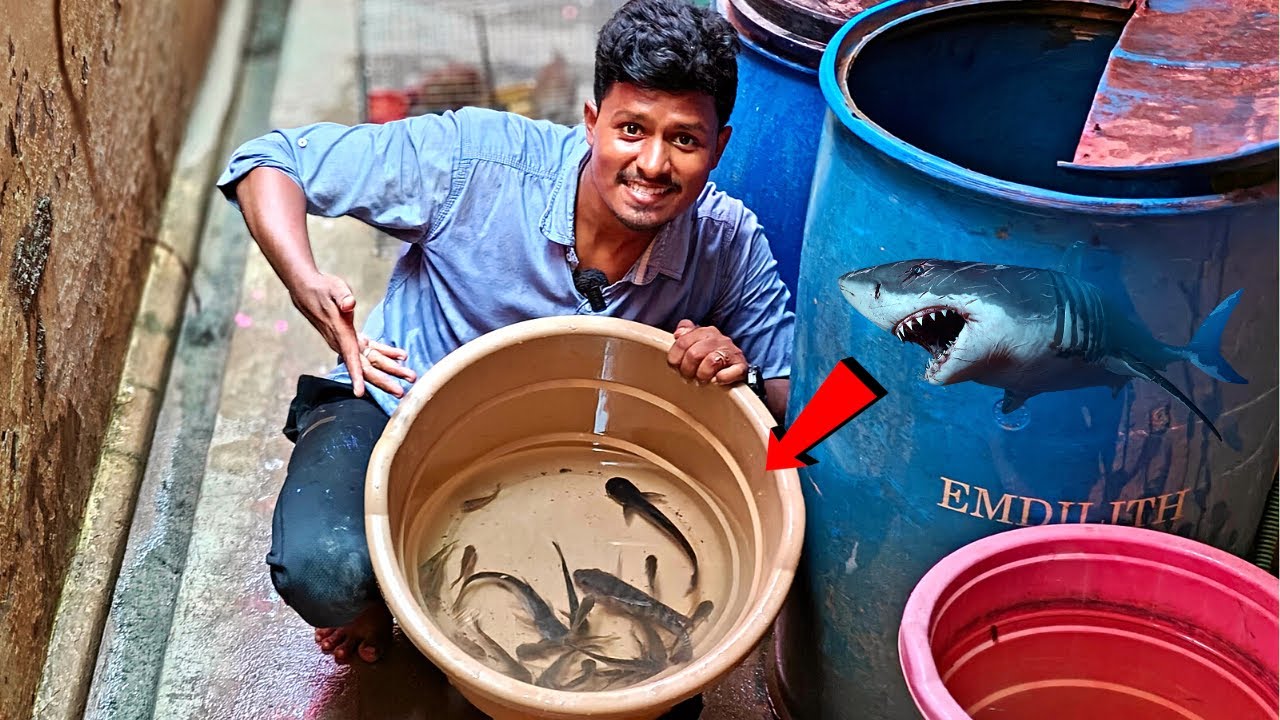 என்னிடம் உள்ள நாட்டு மீன்கள்! 🦈 | My Fishes Update!🐠 | Vijay Vlogs