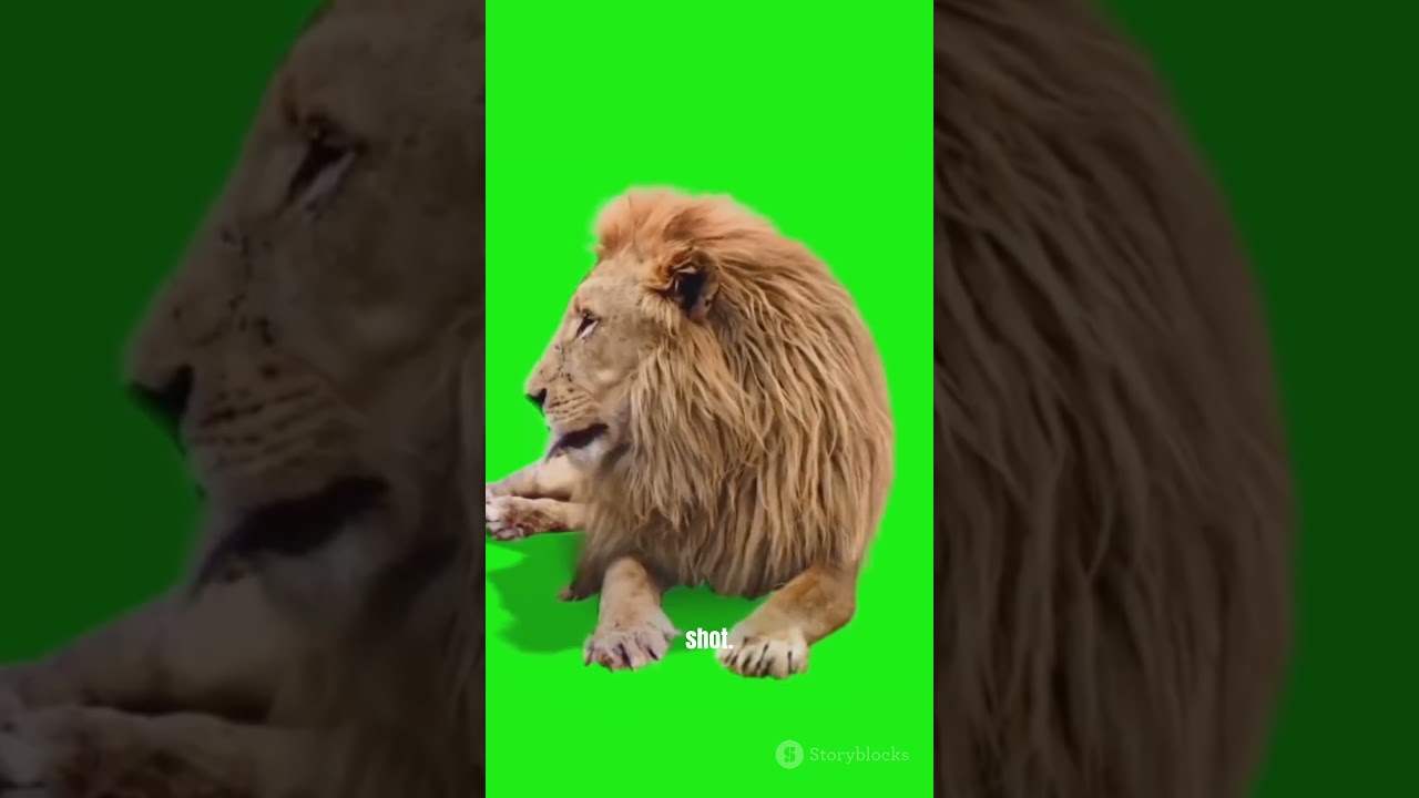 Did You Know Your Cat Is 95.6% Lion? 🦁🐱 