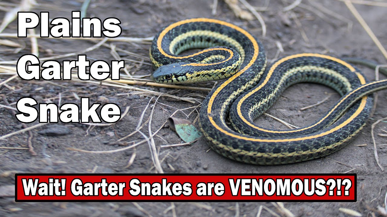 The Plains Garter Snake, the most cold tolerant snake? Wait, Garter Snakes are Venomous?!?