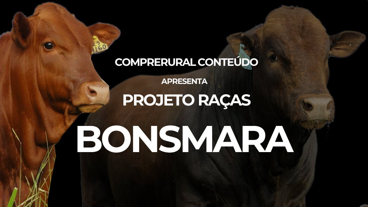 Conheça um pouco mais sobre a Raça de bovinos Bonsmara