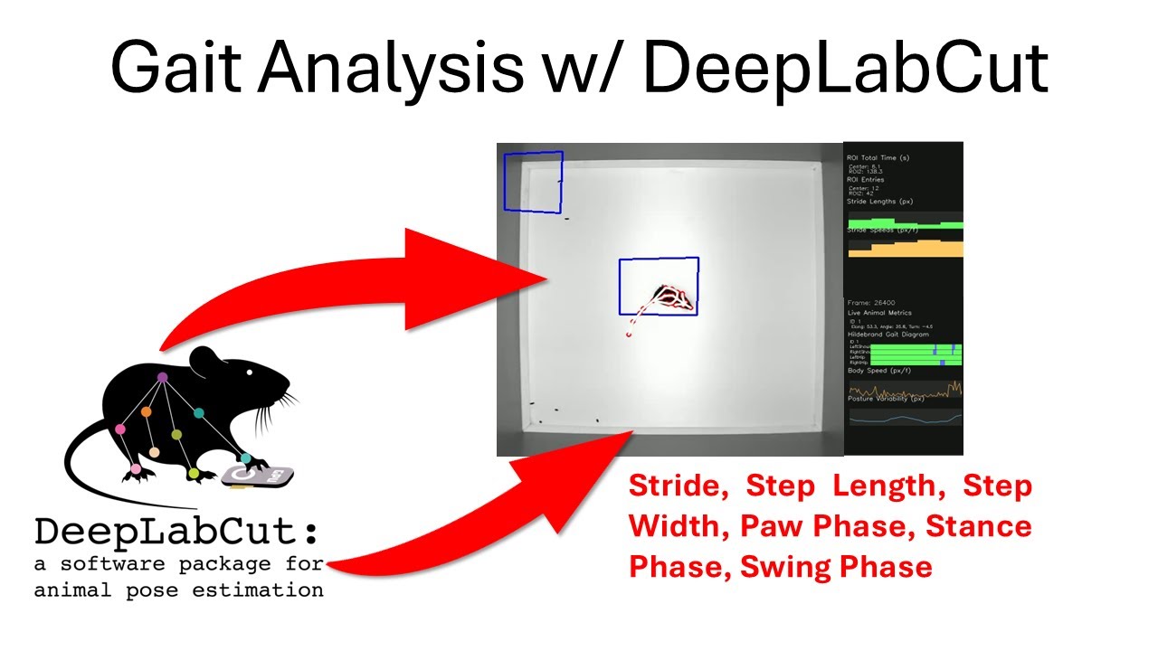Gait Analysis with DeepLabCut CSV