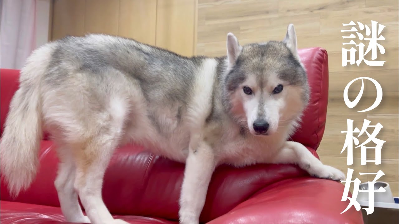 大地が大きく揺れたとて一切動じることがないシベリアンハスキー