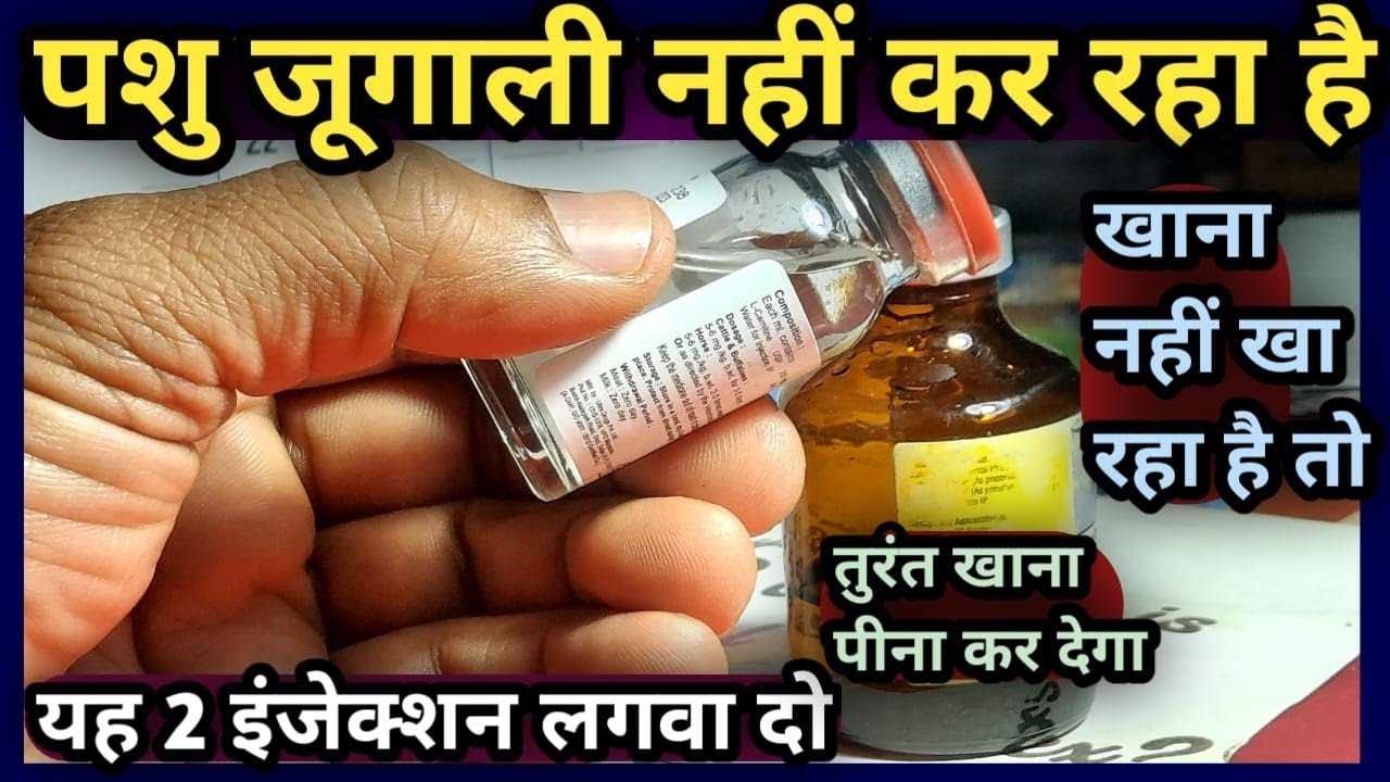 पशु जुगाली नहीं कर रहा है||खाना नहीं खा रहा है||तो यह✌️ 2 इंजेक्शन लगवा दो||Vet-Injection