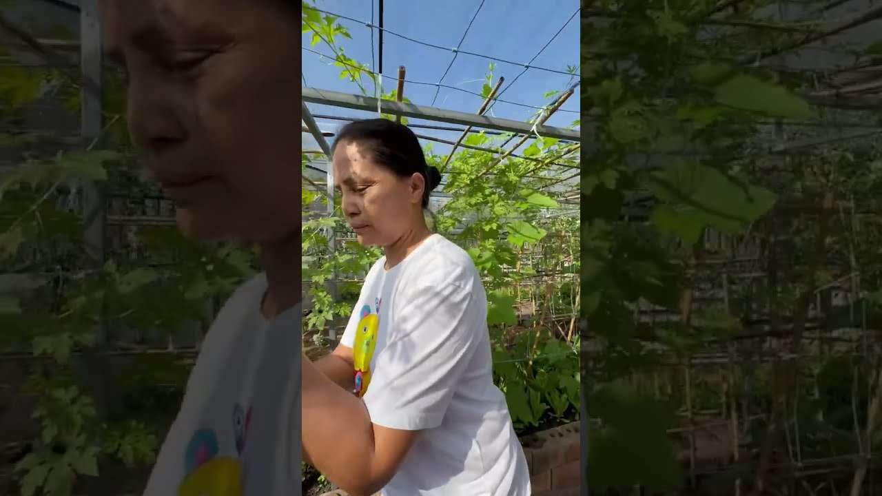 อวนสวนผักอีกแหละ🤣🤣🤣🥬🍆🥒🌶️