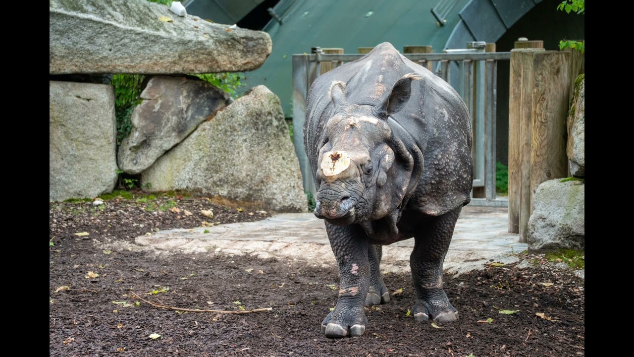 Fotokurs Tierpark Hellabrunn am 16.08.2025 - meine Ergebnisse in Form einer Fotoshow