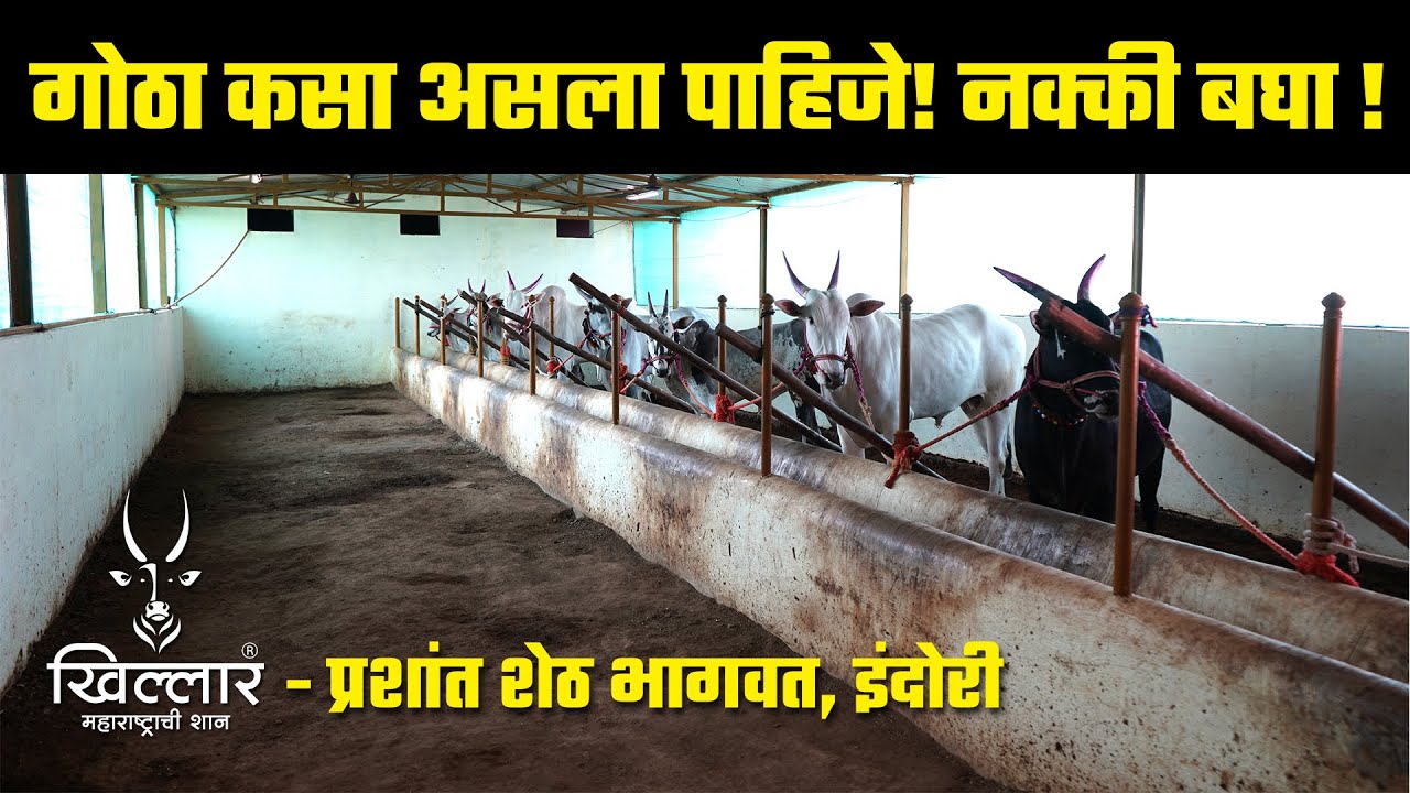 गोठा कसा असला पाहिजे! नक्की बघा | Khillar Maharashtrachi Shaan 2023