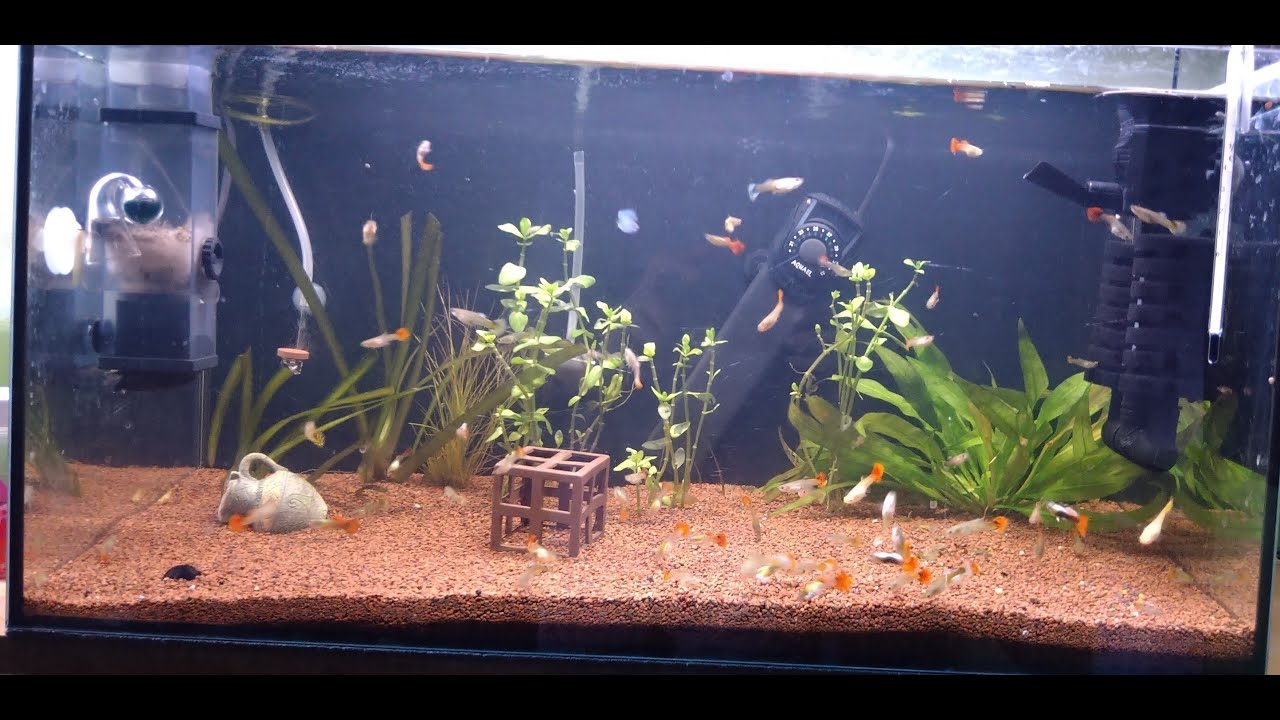 Gupikarium  #004/26