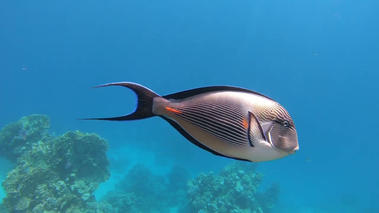 Coraya Bay Egypt Februari 2026@thebeautifulunderwaterworld