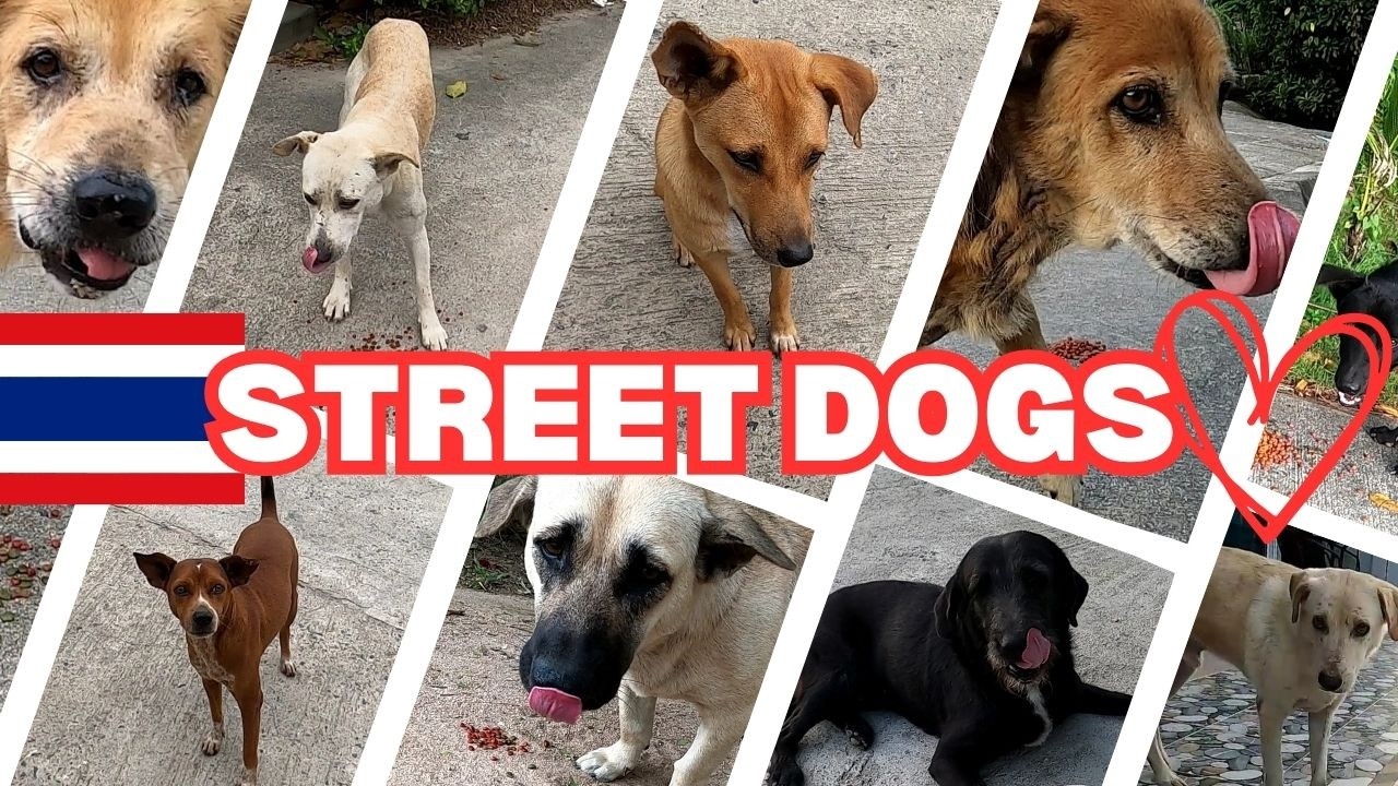 Feeding 10 Stray Dogs in Thailand 🐶💔 Koh Phangan Street Dog Story