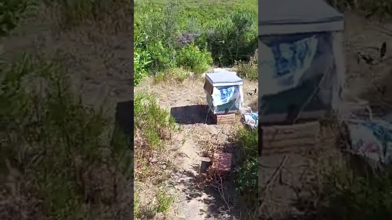 @ آخر فيديو من هذا المنحل @ومعلومات مهمة جدا للذين متجهين الى موسم الفيض@ وللذين قامو بجني العسل@