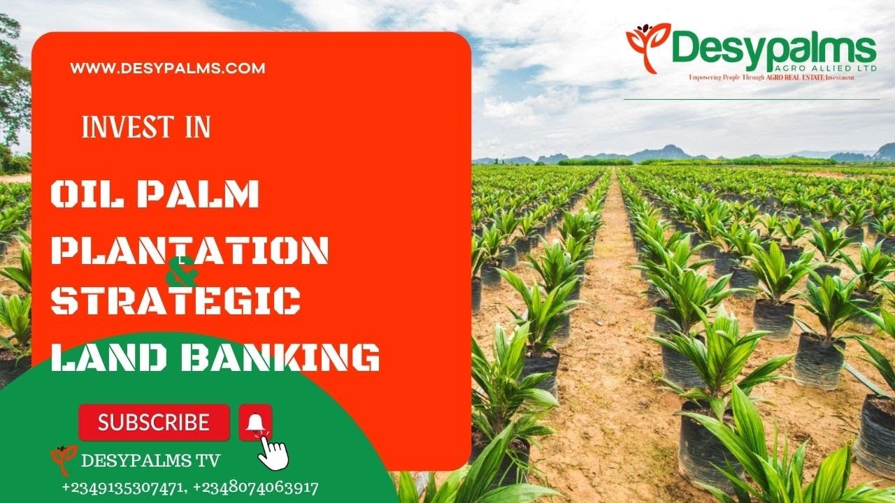 Investing in Oil Palm Plantation vs Investing in Housing units and Land