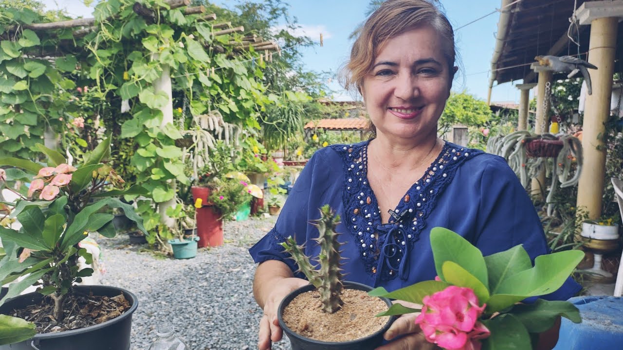 O QUE FAZER QUANDO SUA PLANTA COROA-DE-CRISTO GIGANTE APODRECE A RAIZ