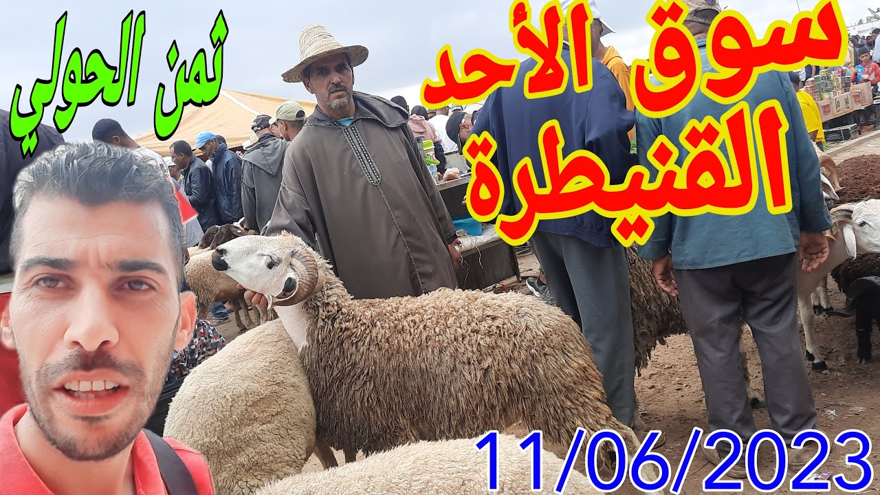 ثمن الحولي بمدينة القنيطرة سوق الاحد اولاد جلول على قناتكم محمد بيات mohamed biyat