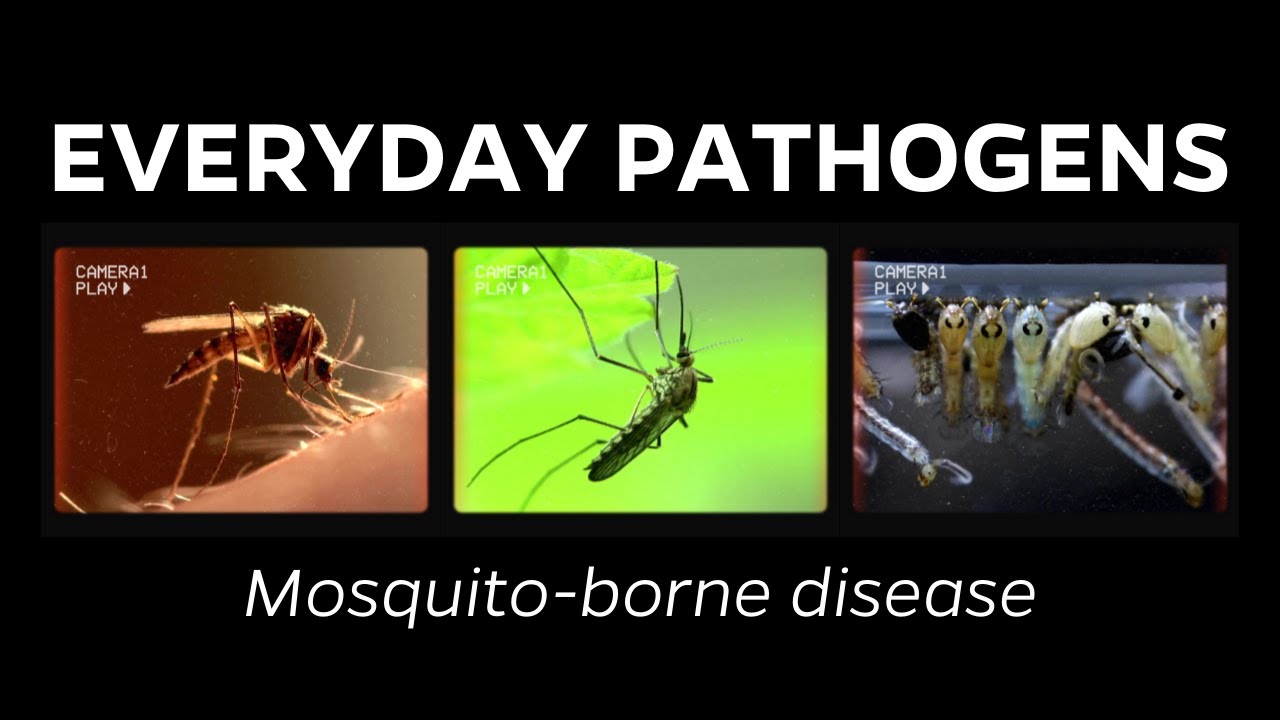 What are mosquito-borne diseases?