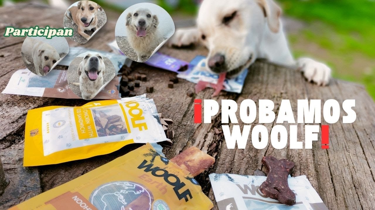 Mis 4 perros prueban WOOLF y nos dan sus opiniones