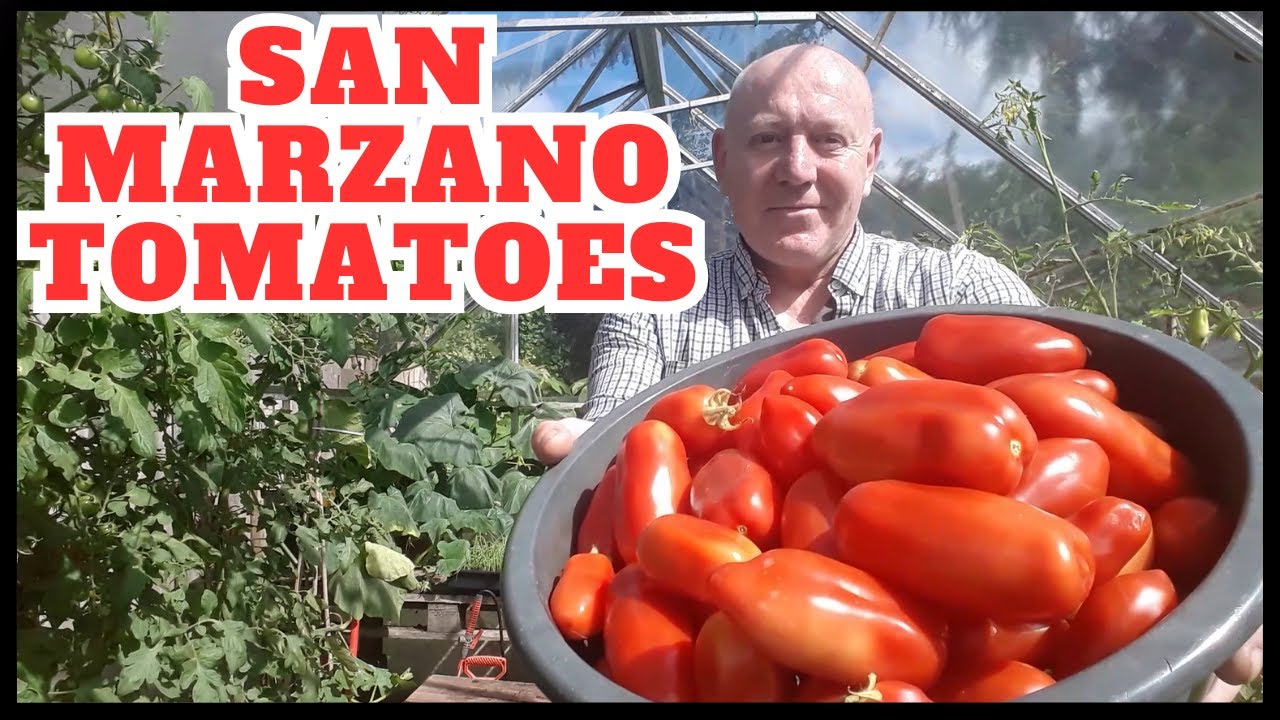 San Marzano Italian Plum Tomatoes [Gardening Allotment UK] [Grow Vegetables At Home ]