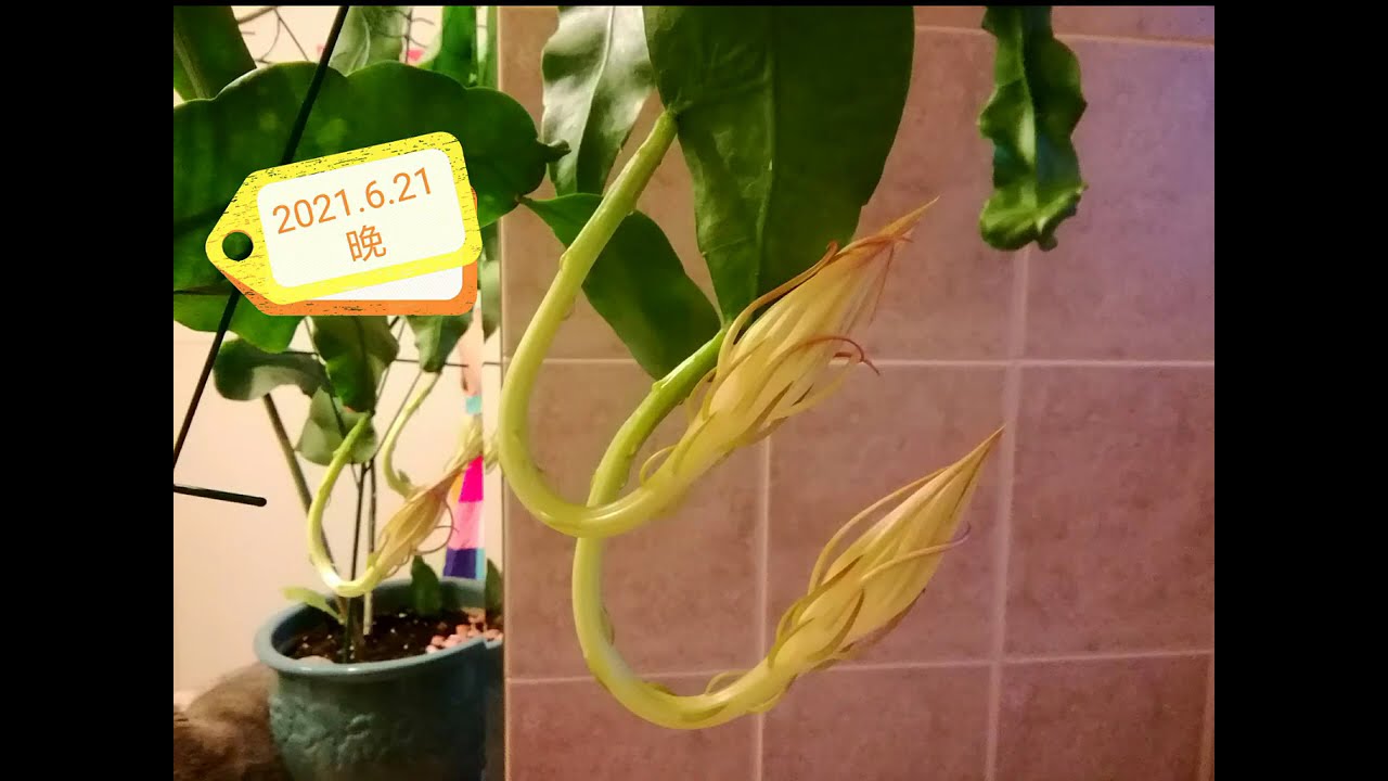 #曇花一現，兩歲小曇花的2021花季。Flowering season for a two-year-old Queen of the Night plant.   #arrow cactus