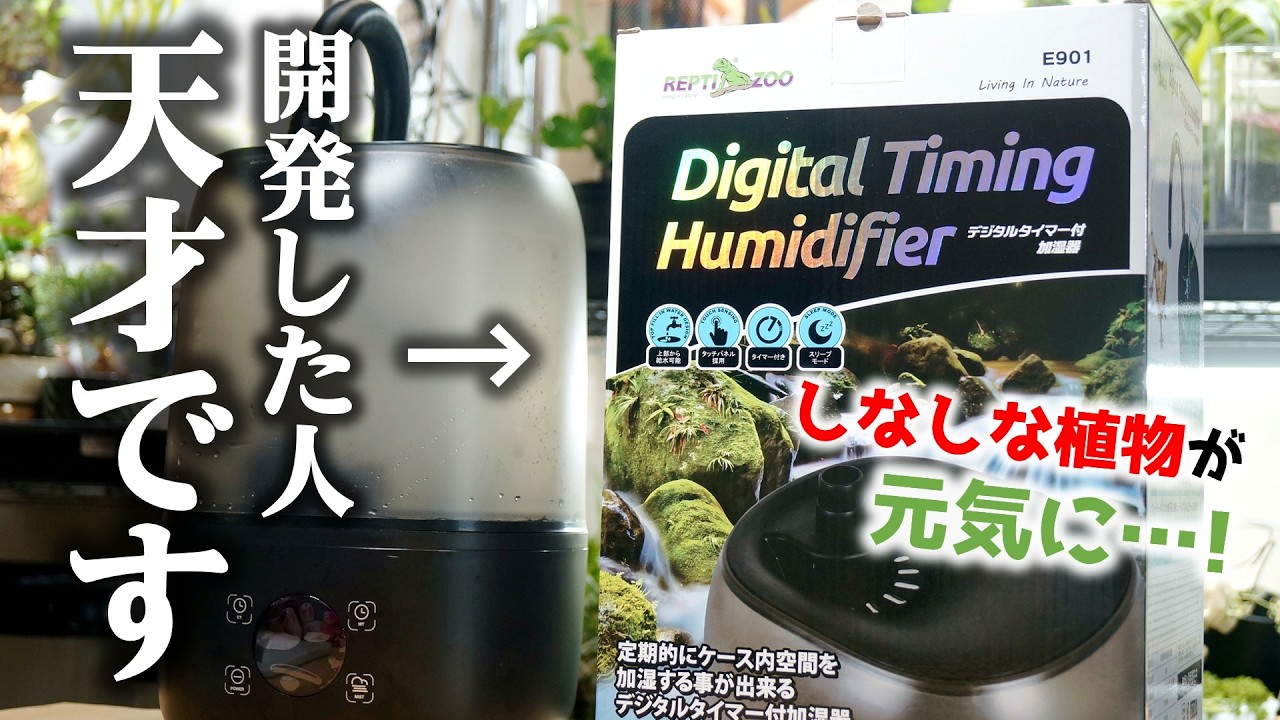 まだ砂漠状態にしておくつもりですか…？上から水を注ぐだけで熱帯雨林に生まれ変わる神アイテムがこちら♪【観葉植物】
