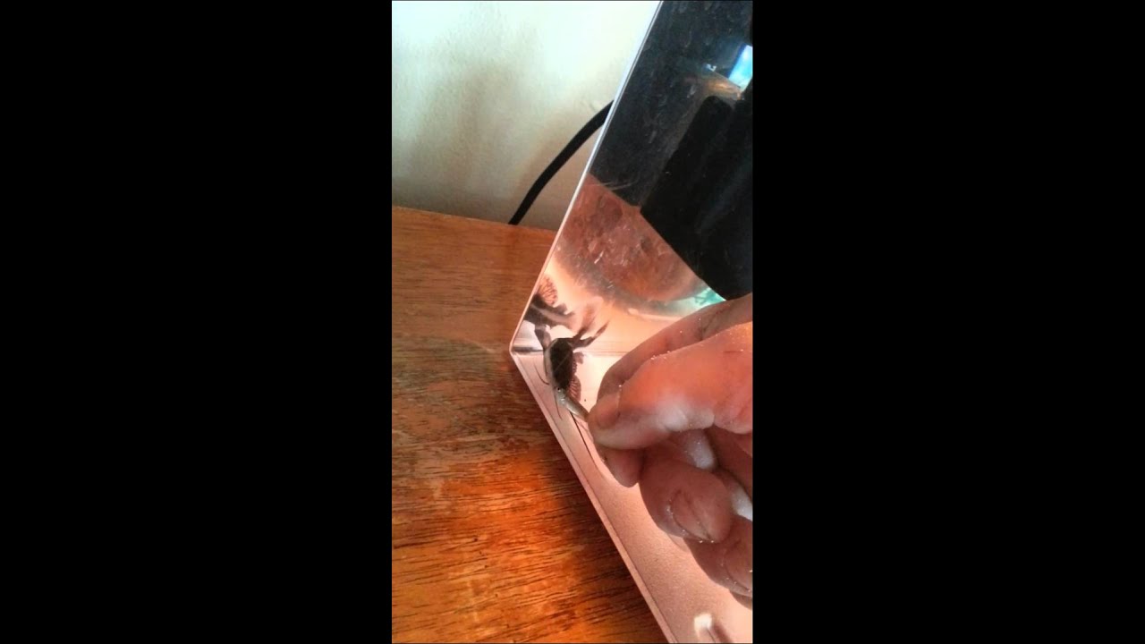 Hand feeding my baby red tail catfish!HD